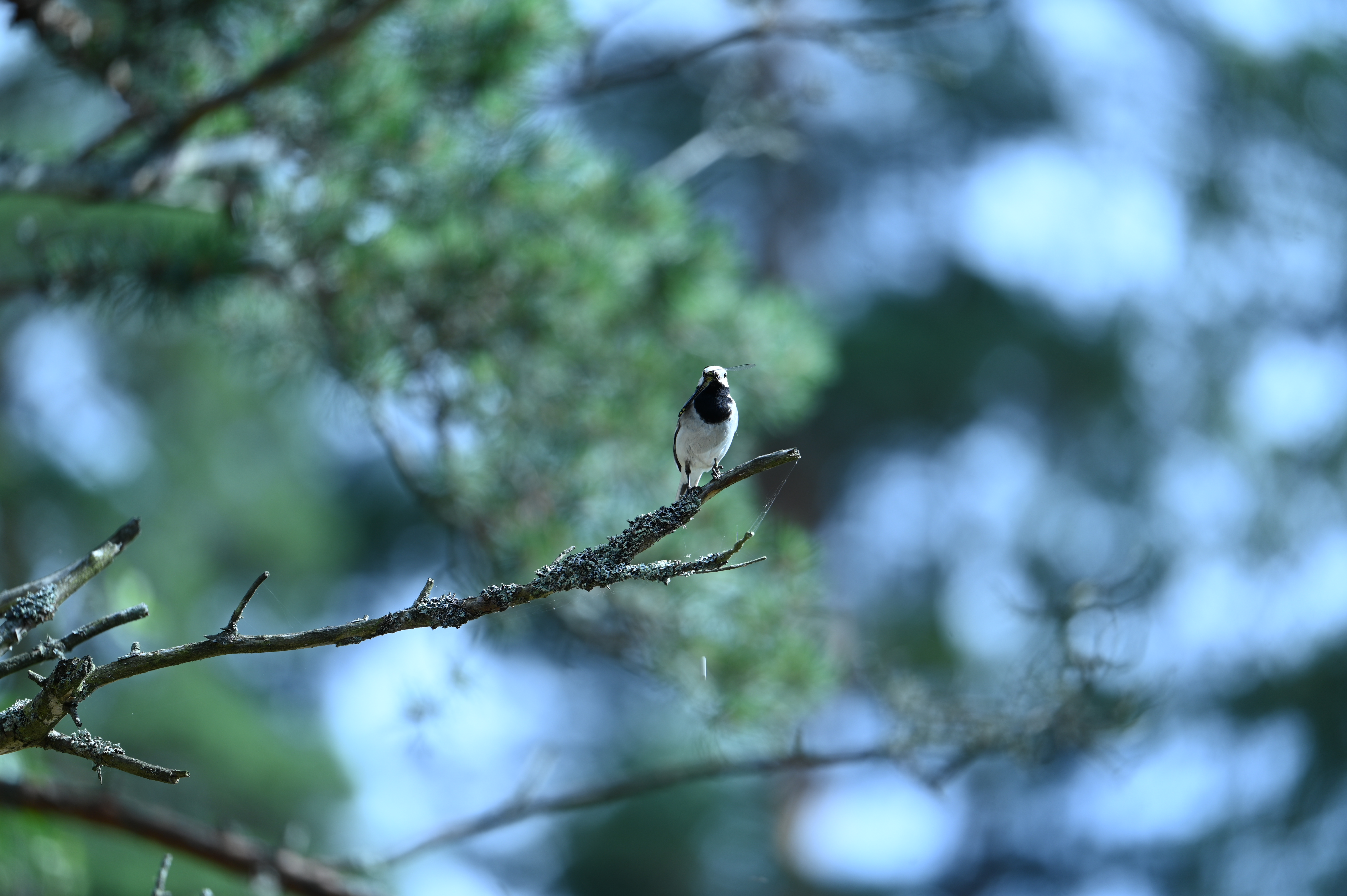 2025/07/09-14 - trip/DSC_0452.JPG